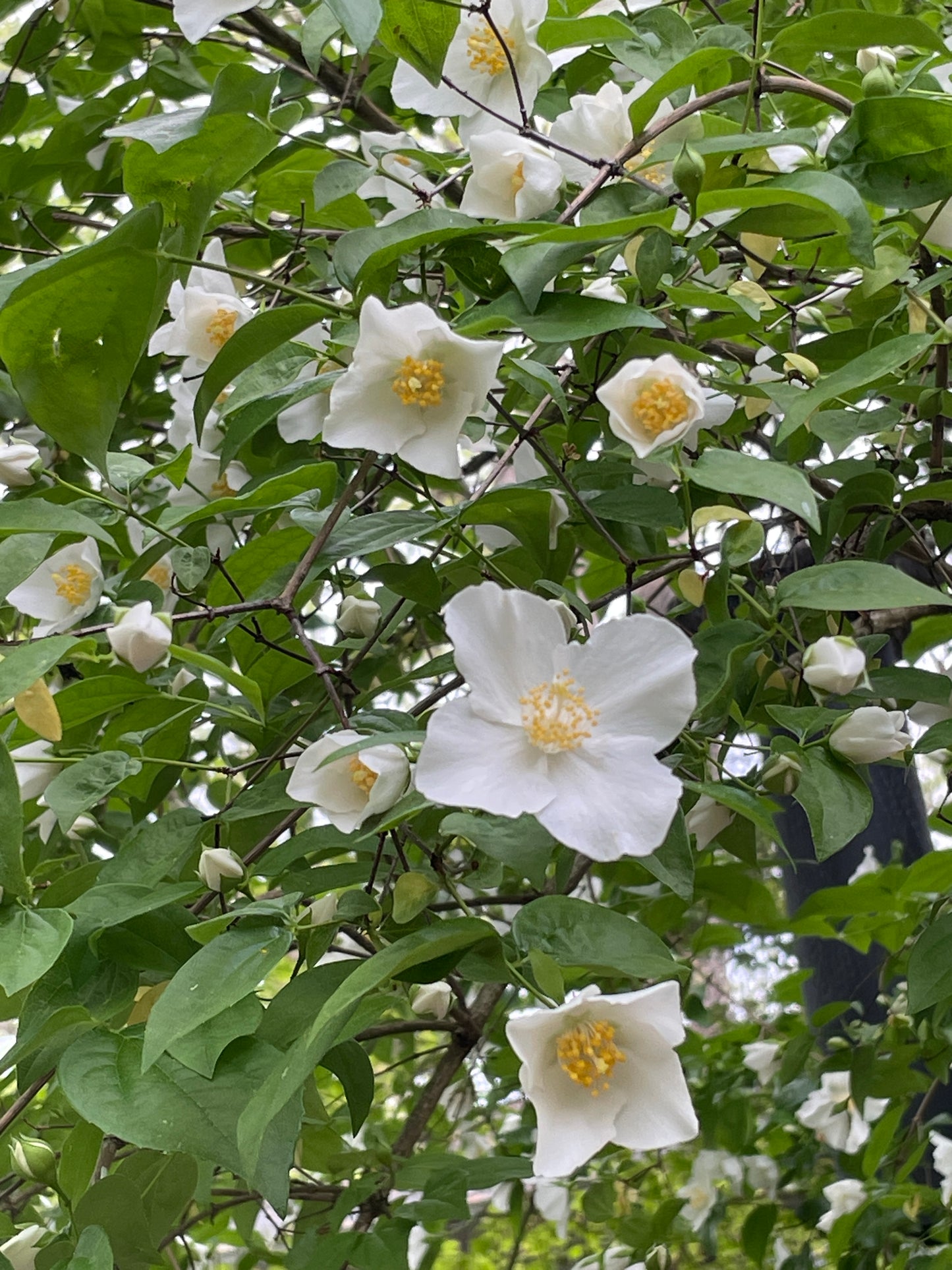 Appalachian Mock Orange, Philadelphus inodorus