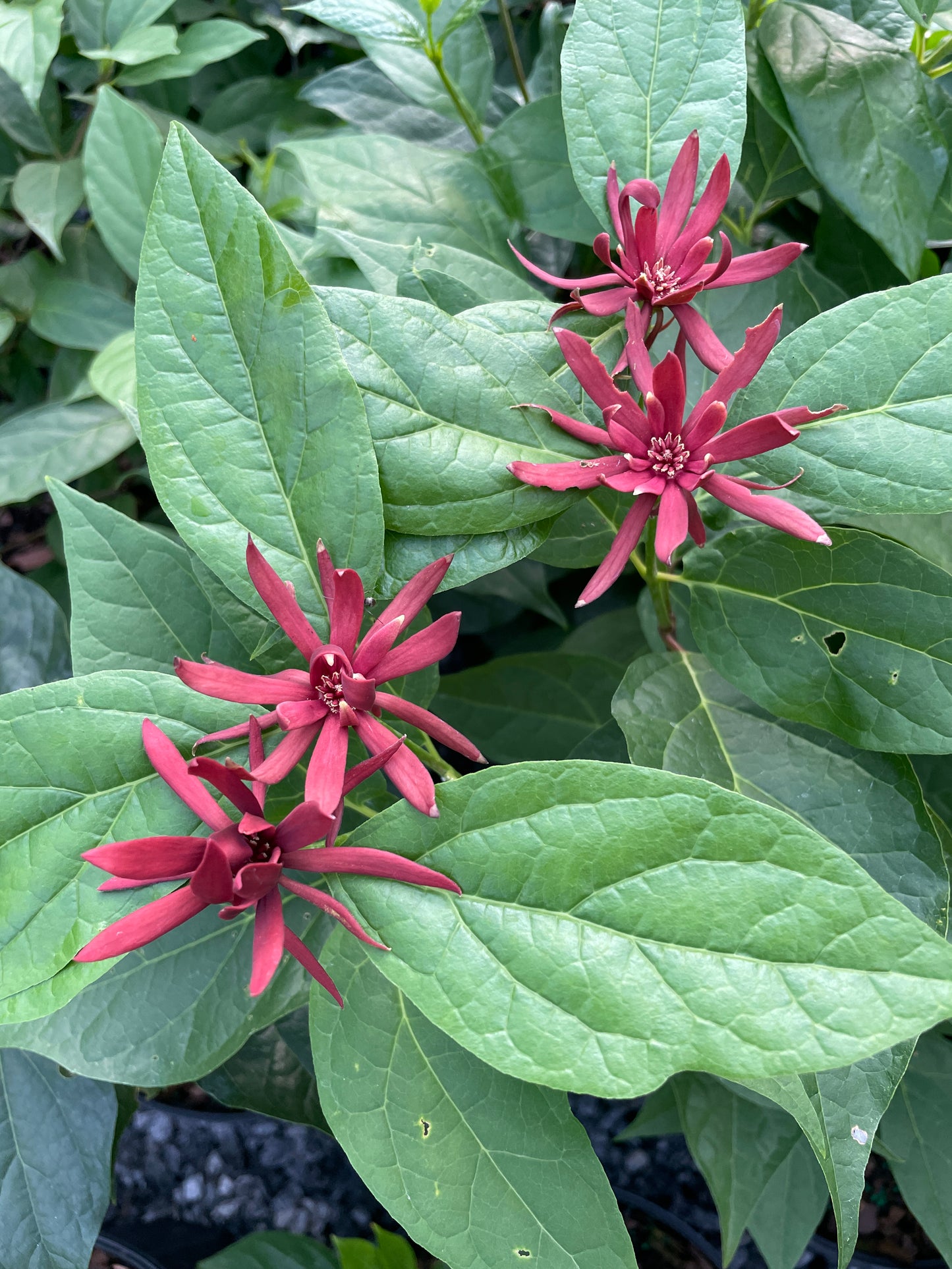 Carolina Allspice, Calycanthus floridus