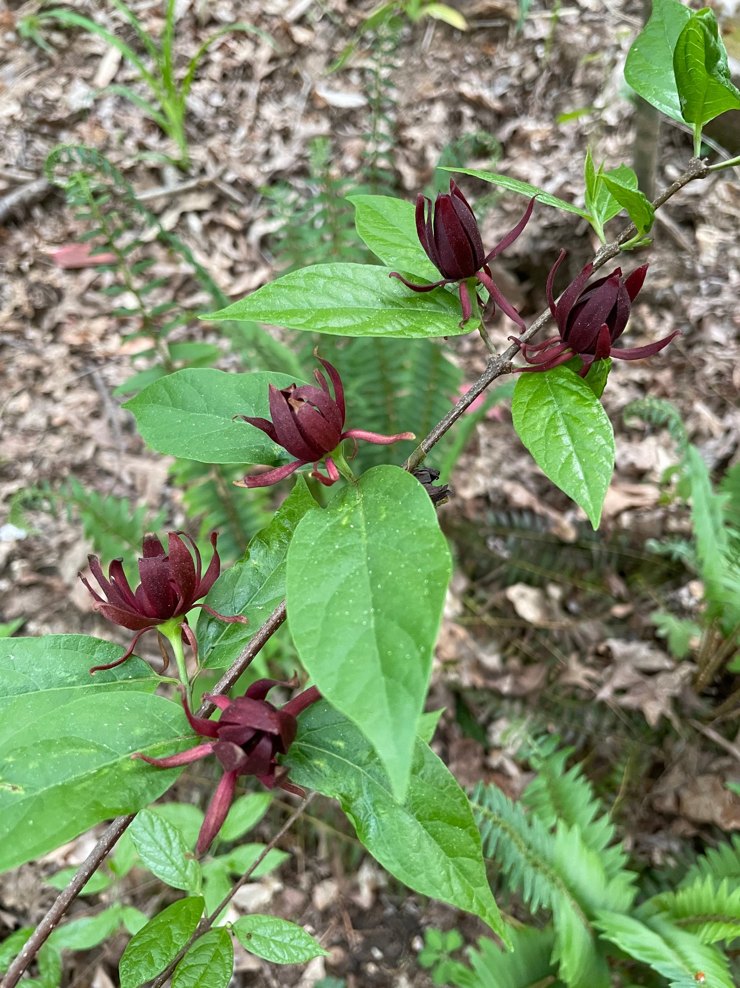 Carolina Allspice, Calycanthus floridus