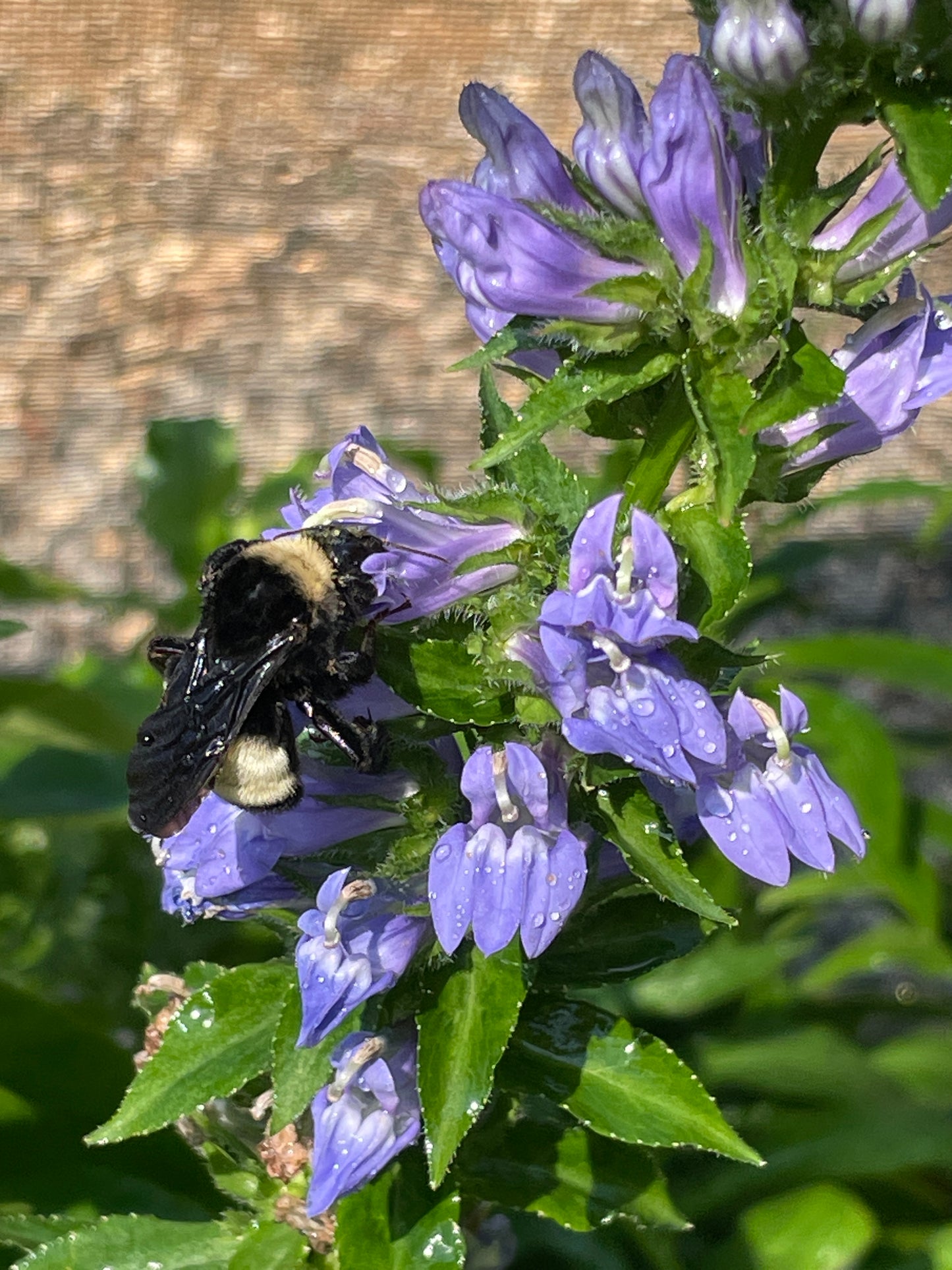 Great Blue Lobelia, Lobelia siphilitica