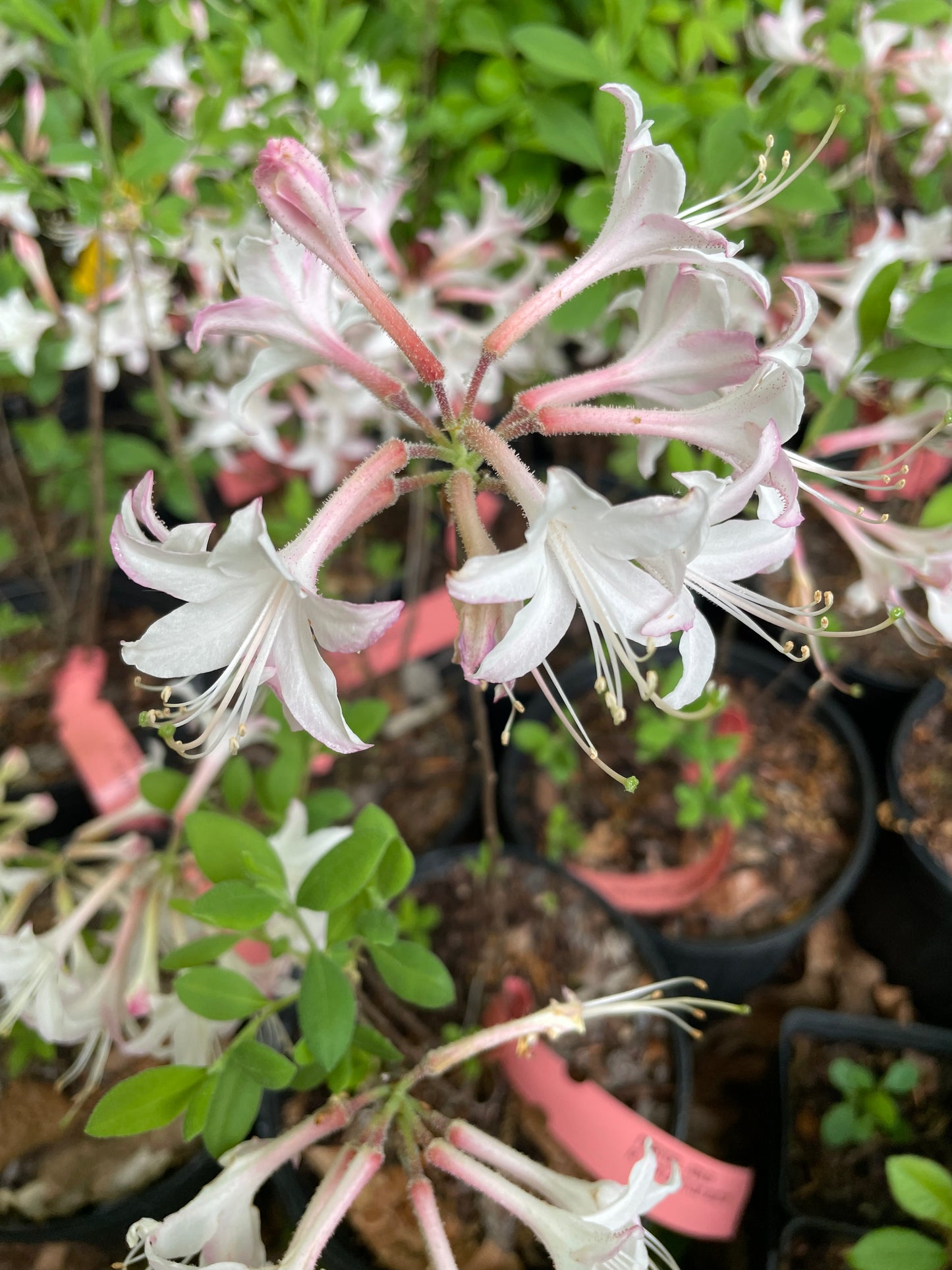 'Marydel' Dwarf Azalea, Rhododendron atlanticum 'Marydel'