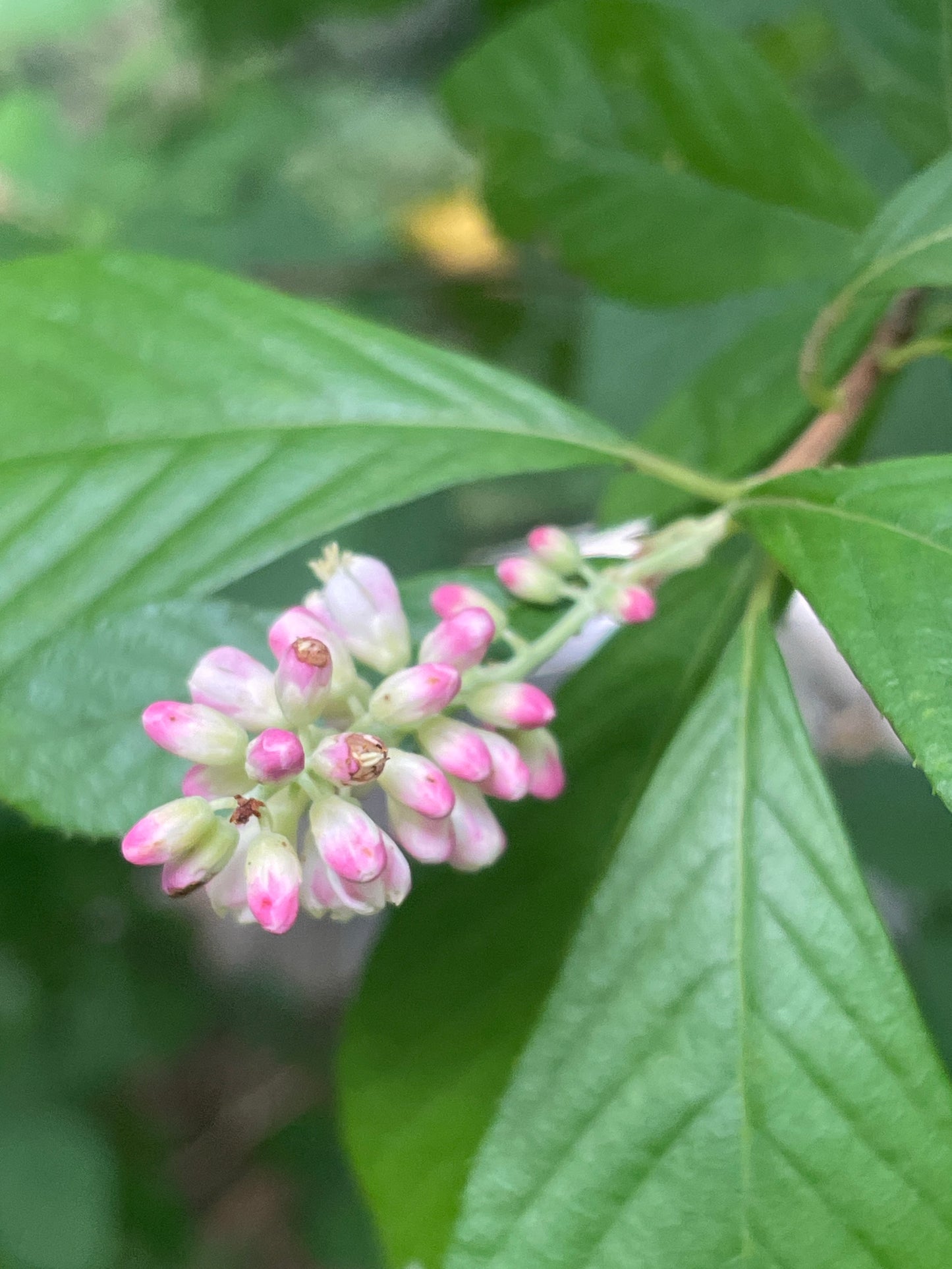 'Ruby Spice' Summersweet, Clethra alnifolia 'Ruby Spice'