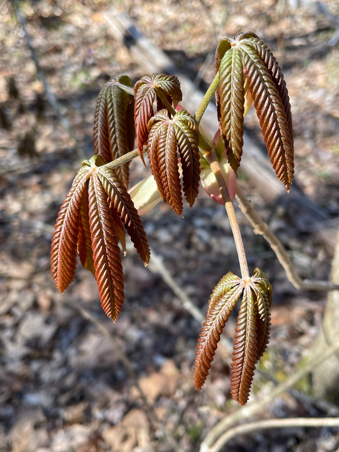 Painted Buckeye, Aesculus sylvatica