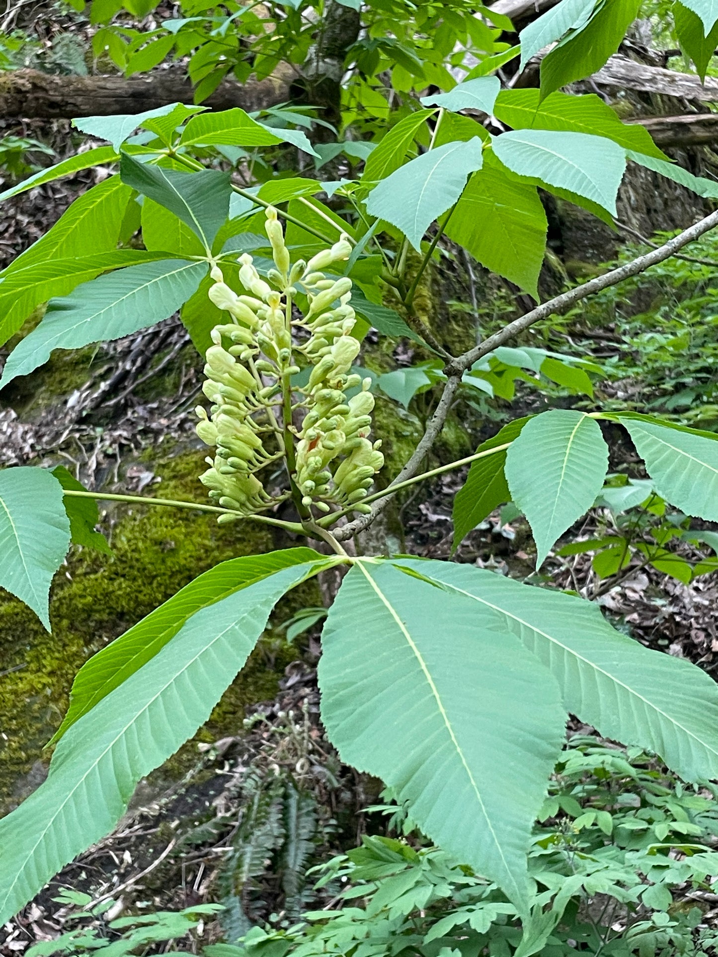 Painted Buckeye, Aesculus sylvatica