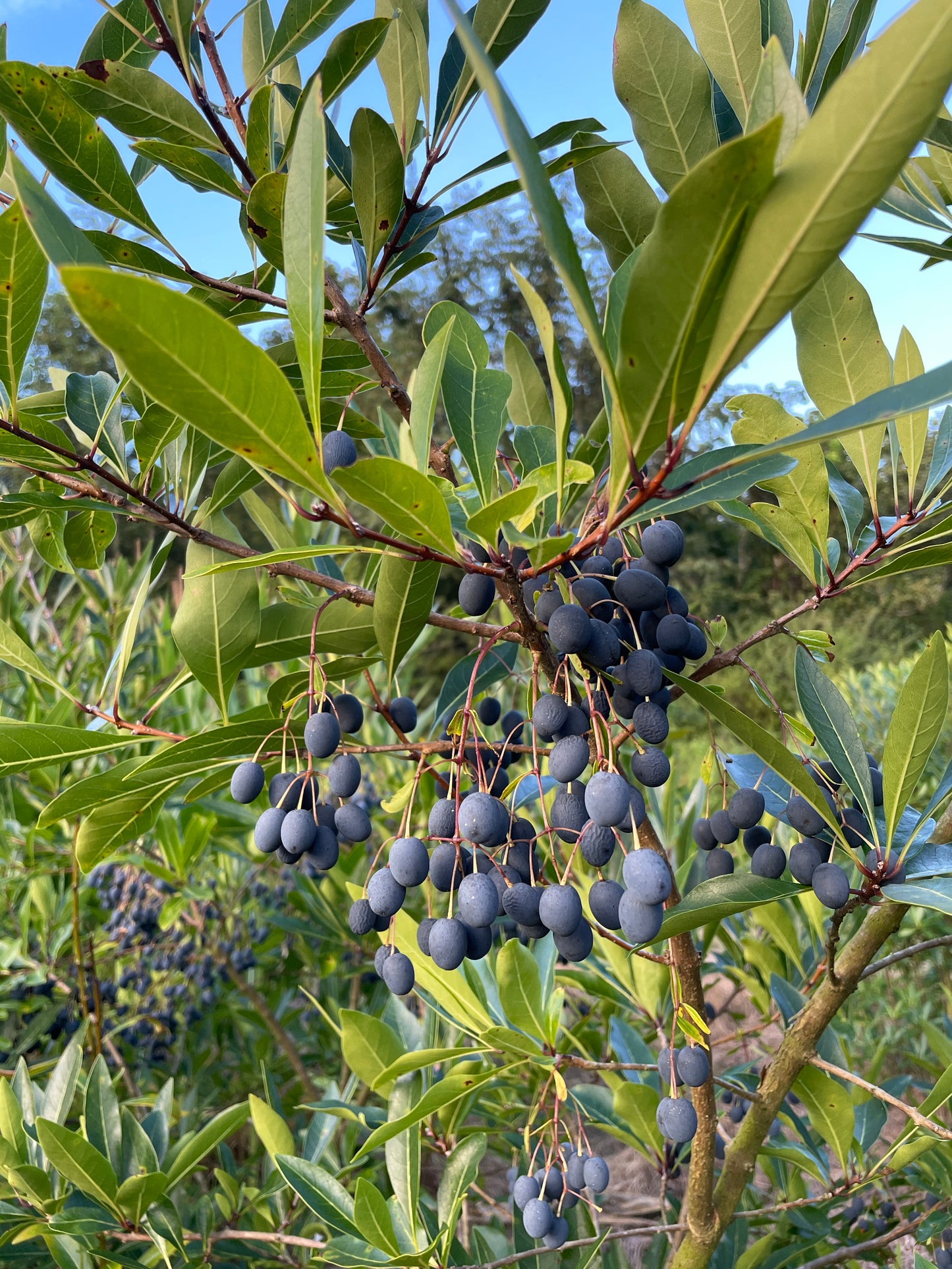 American Fringe Tree, Chionanthus virginicus