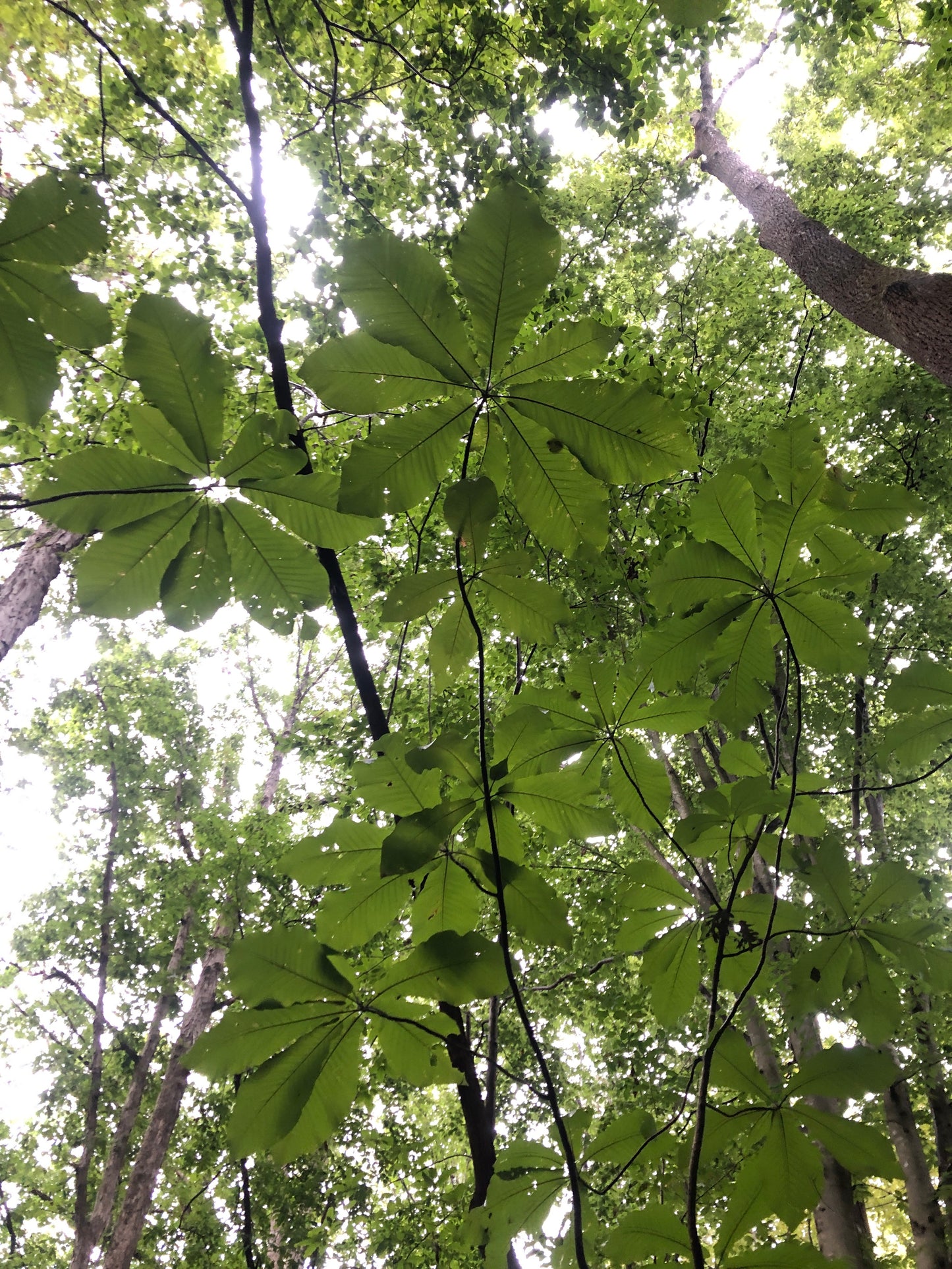 Bigleaf Magnolia, Magnolia macrophylla