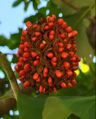Bigleaf Magnolia, Magnolia macrophylla