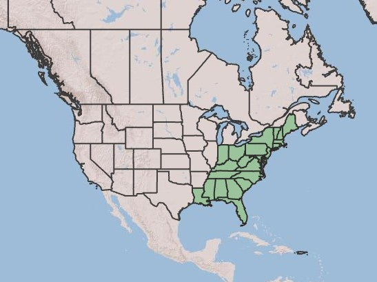 Mountain Laurel, Kalmia latifolia
