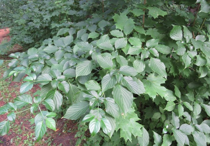 Pagoda dogwood, Cornus alternifolia