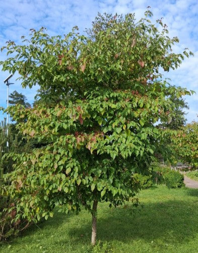 Pagoda dogwood, Cornus alternifolia