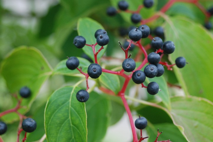 Pagoda dogwood, Cornus alternifolia