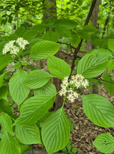 Pagoda dogwood, Cornus alternifolia