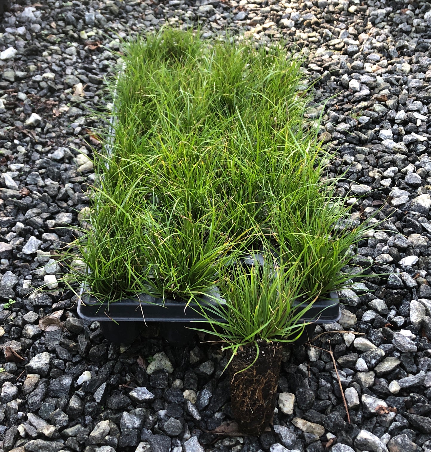 32 cell flat of penn sedge