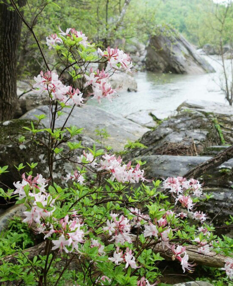 Roseshell azalea, Rhododendron prinophyllum