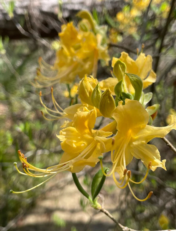 Southern Flame Azalea, Rhododendron austrinum