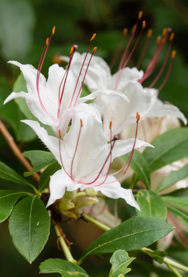 Sweet Azalea, Rhododendron arborescens
