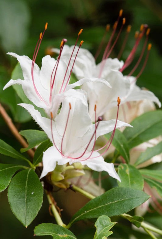 Sweet Azalea, Rhododendron arborescens