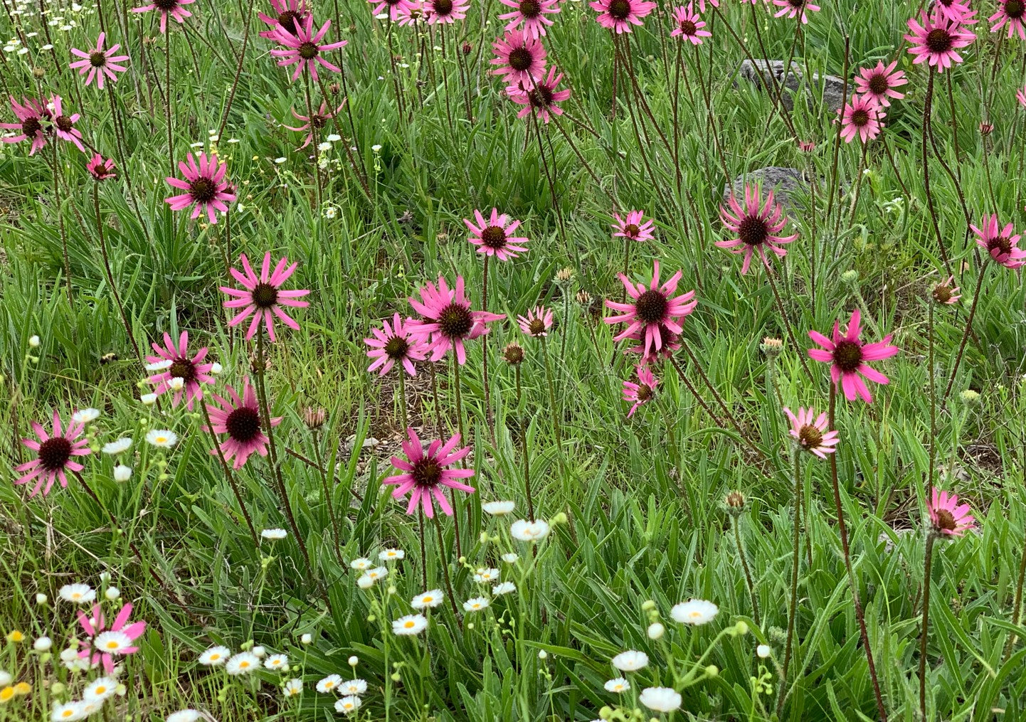 Tennessee Coneflower, Echinacea tennesseensis