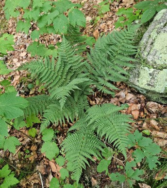 Marginal Woodfern, Dryopteris marginalis