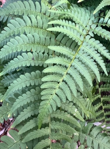 Marginal Woodfern, Dryopteris marginalis