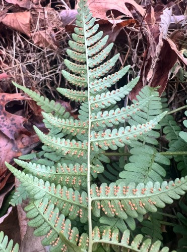 Marginal Woodfern, Dryopteris marginalis