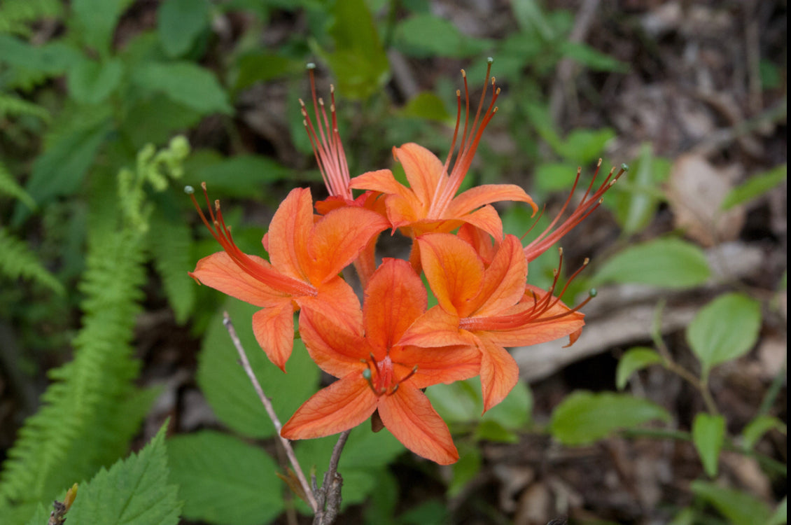 Cumberland Azalea, Rhododendron cumberlandense