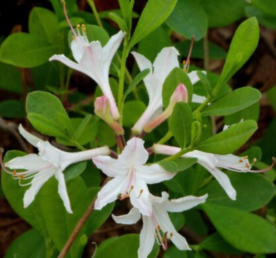 Dwarf (Coastal) Azalea, Rhododendron atlanticum