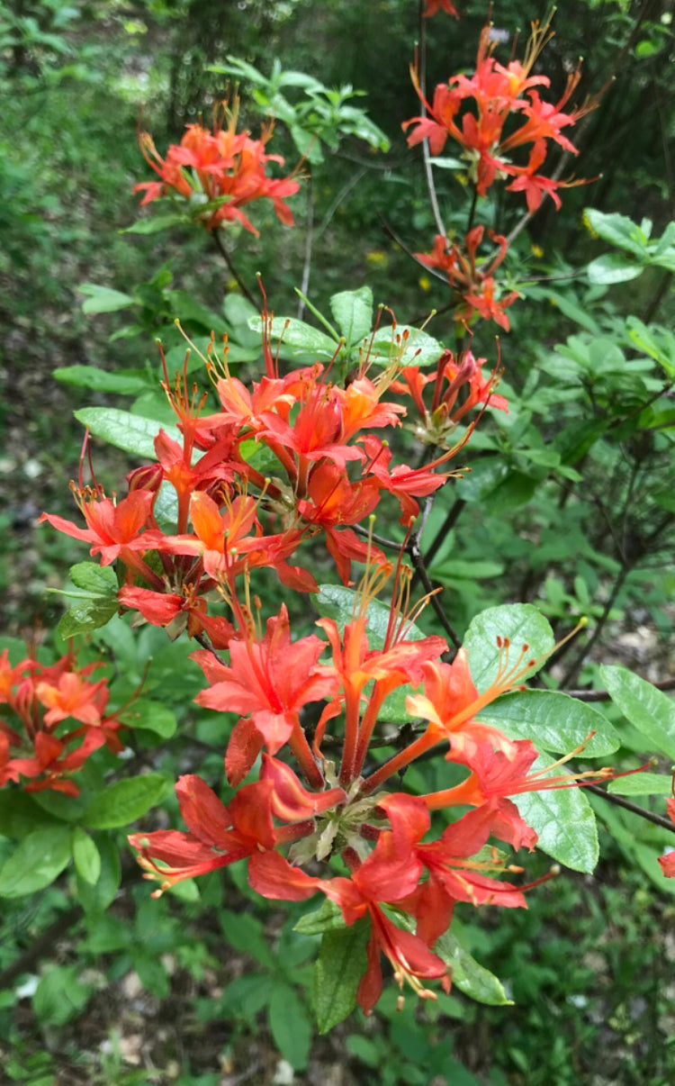 Cumberland Azalea, Rhododendron cumberlandense