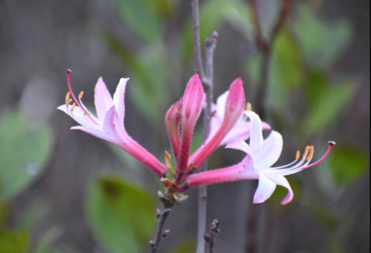 Dwarf (Coastal) Azalea, Rhododendron atlanticum