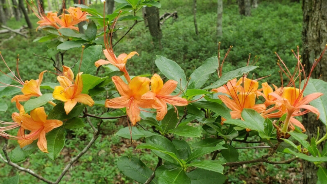 Cumberland Azalea, Rhododendron cumberlandense