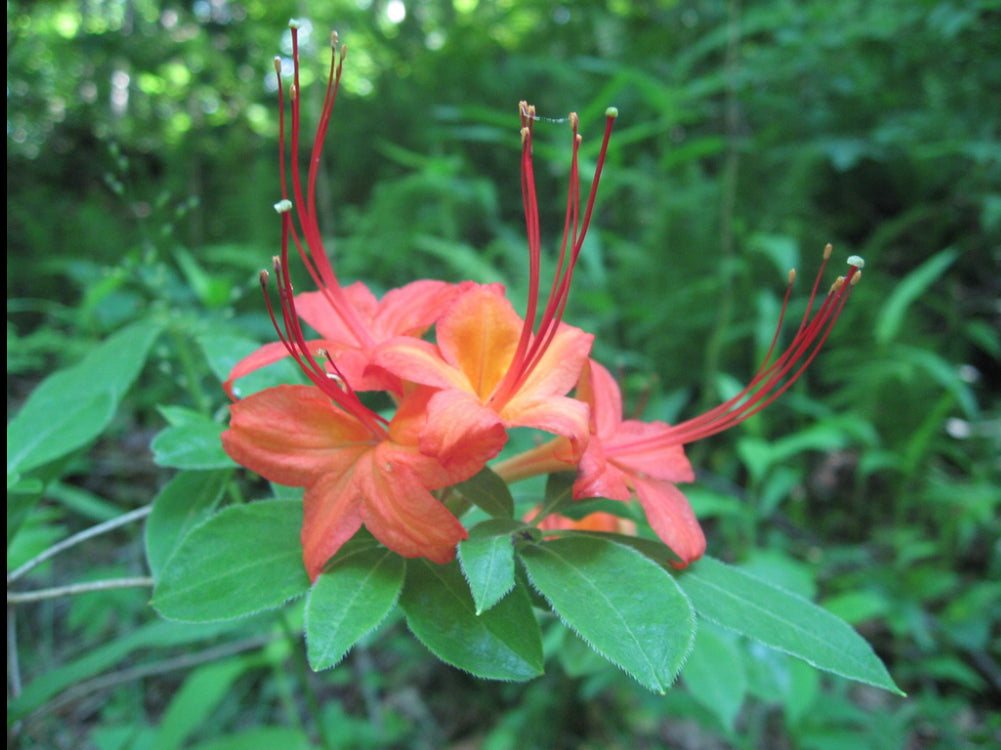 Cumberland Azalea, Rhododendron cumberlandense