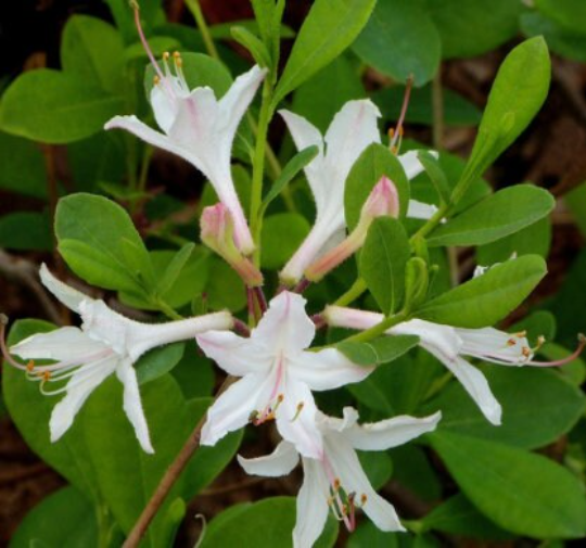 Dwarf (Coastal) Azalea, Rhododendron atlanticum – Flower Moon Nursery