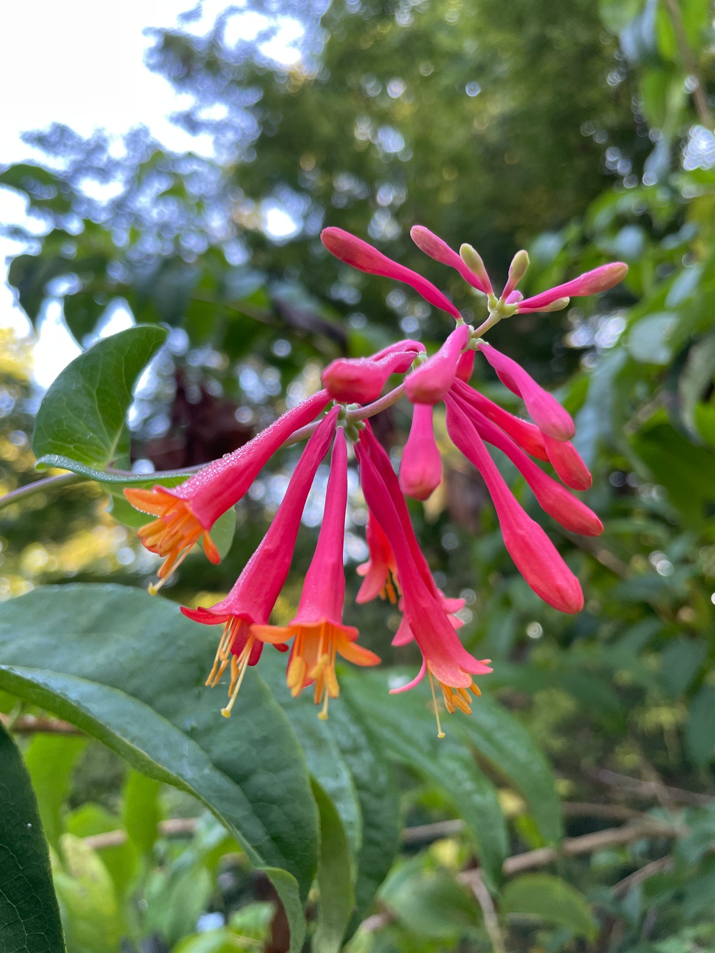 Coral Honeysuckle vine, Lonicera sempervirens