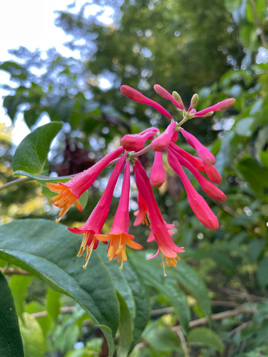 Coral Honeysuckle vine, Lonicera sempervirens