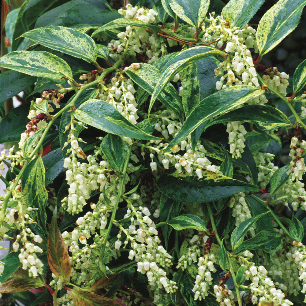 Leucothoe fontanesiana 'Rainbow'