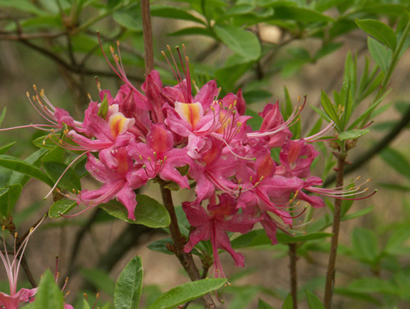 'Magenta Rose' Azalea, Rhododendron Flammeum 'Magenta Rose'