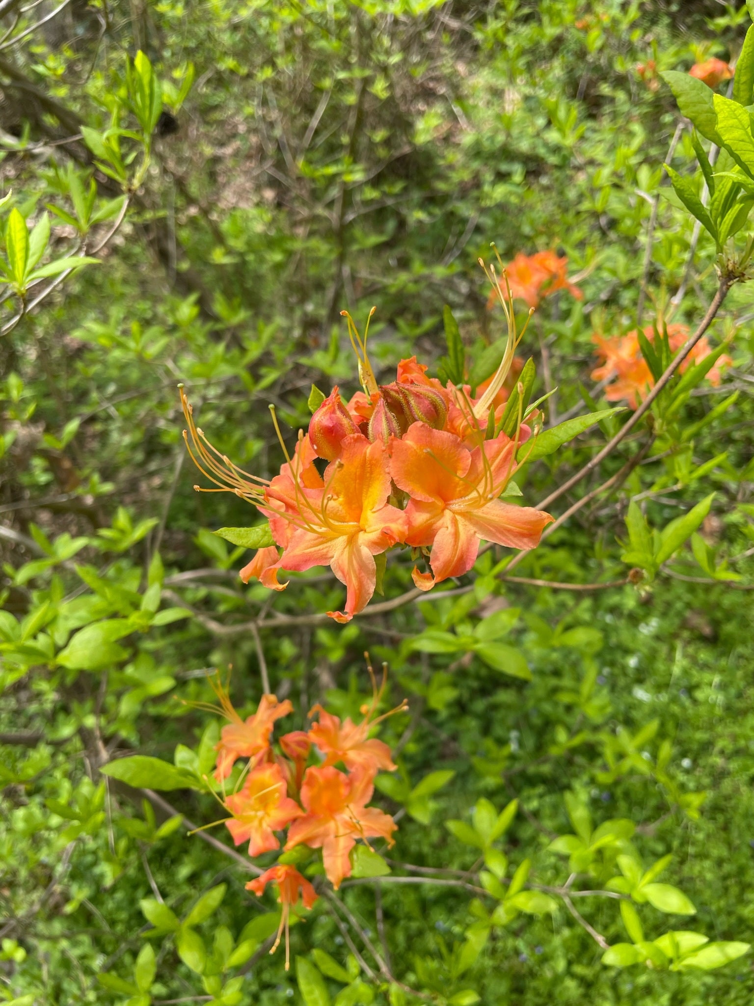 Orange flame azalea flower