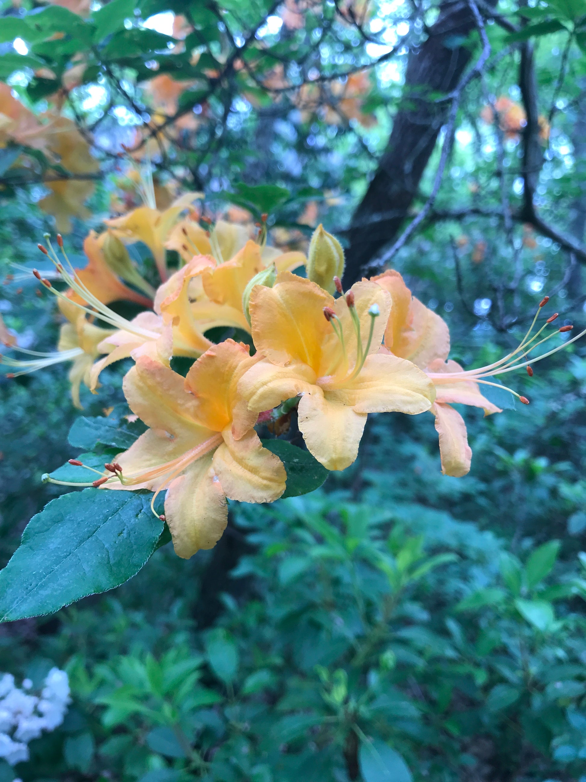 Pale yellow flame azalea flower