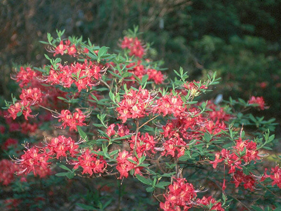'Razzberry' Azalea, Rhododendron 'Razzberry'