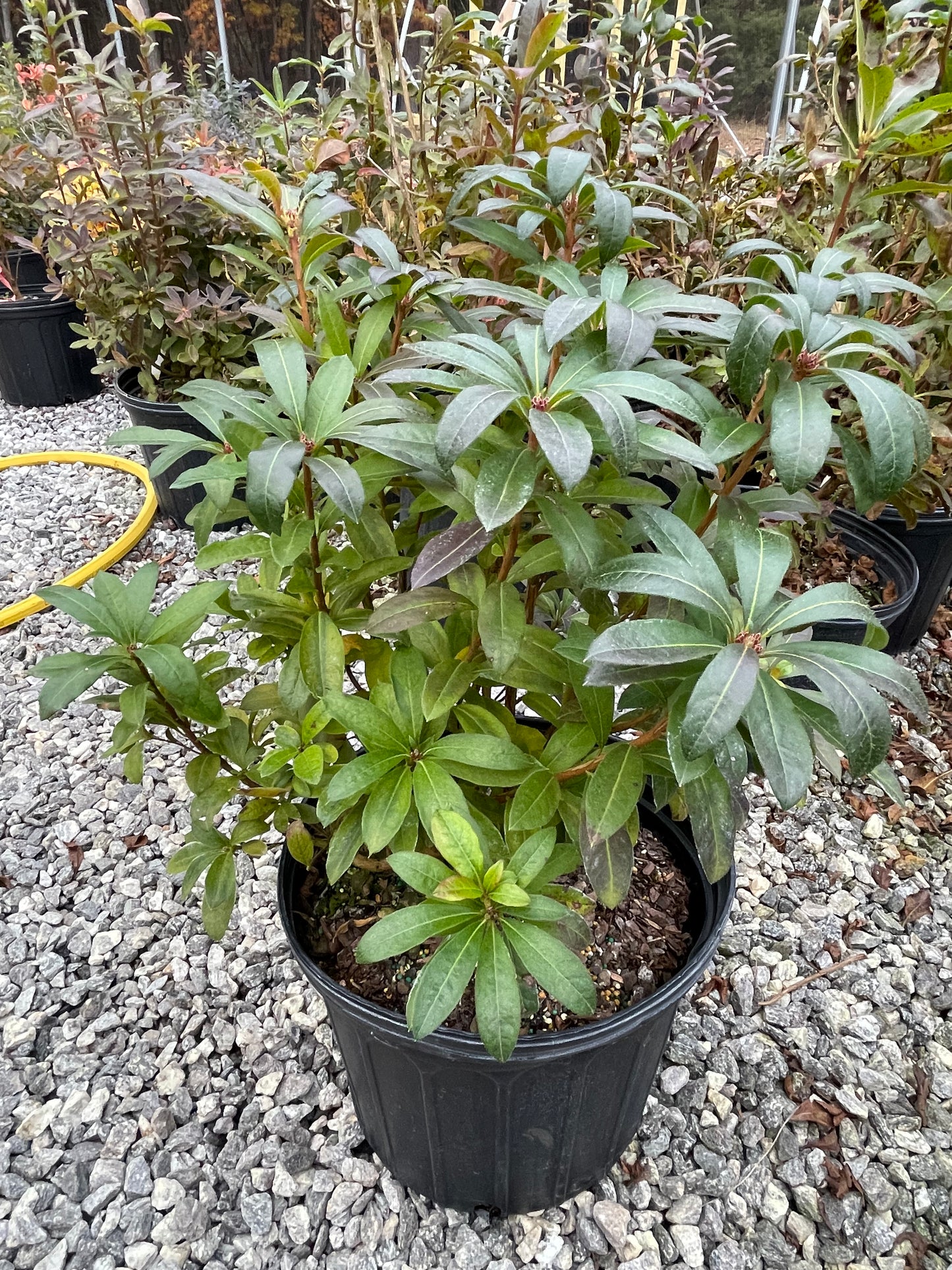 Sweet Azalea, Rhododendron arborescens