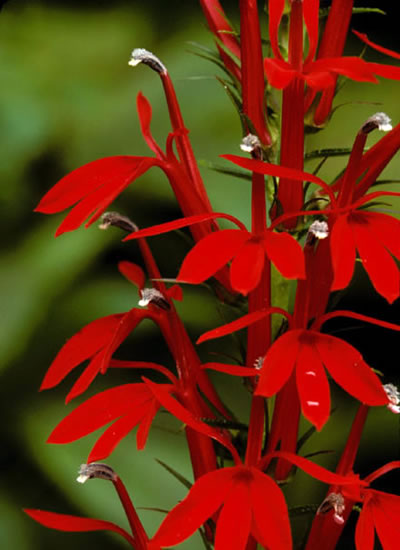 Cardinal Flower, Lobelia cardinalis