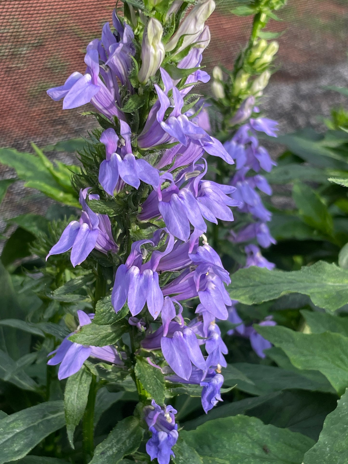 Great Blue Lobelia, Lobelia siphilitica