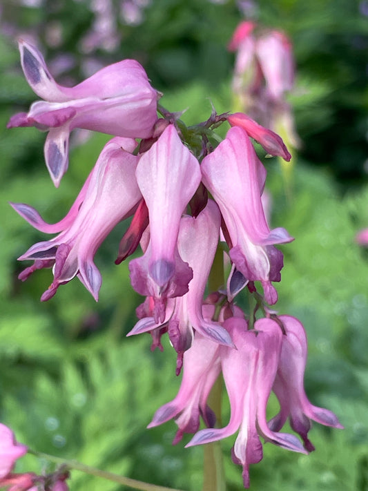 Bleeding Heart, Dicentra eximia