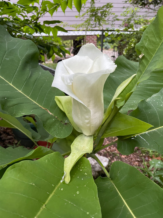 Ashe’s Magnolia, Magnolia ashei