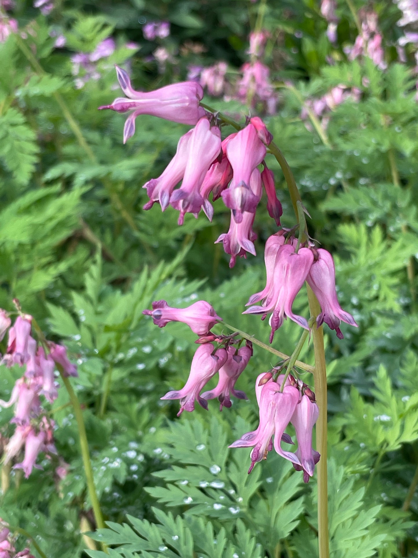 Bleeding Heart, Dicentra eximia
