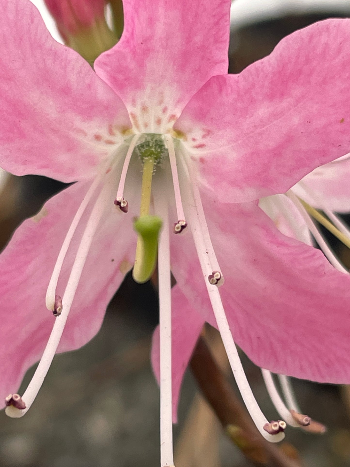 Pinkshell Azalea, Rhododendron vaseyi