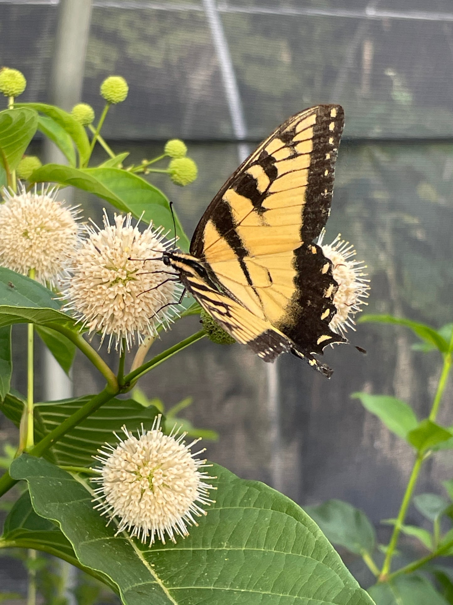 Buttonbush, Cephalanthus occidentalis