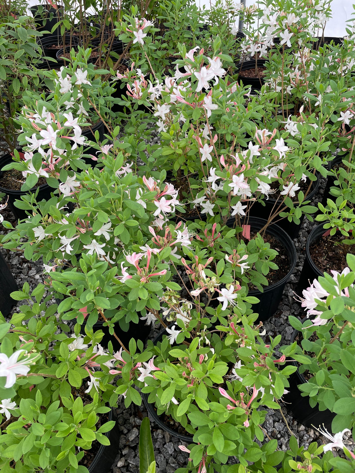 'Marydel' Dwarf Azalea, Rhododendron atlanticum 'Marydel'