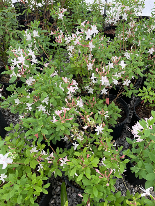 'Marydel' Dwarf Azalea, Rhododendron atlanticum 'Marydel'