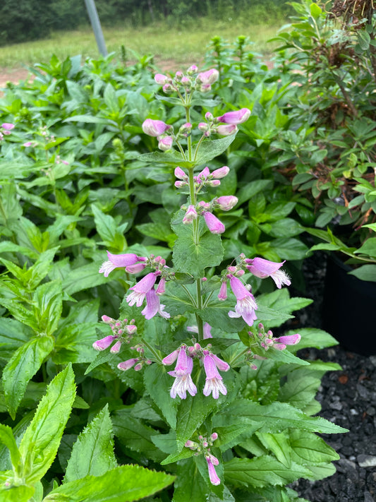 Small’s Beardtongue, Penstemon smallii